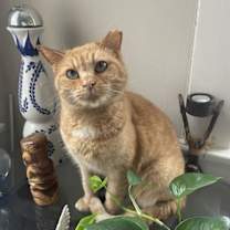 Thumbnail photo of zz 'Stevie' courtesy listing #1