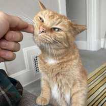 Thumbnail photo of zz 'Stevie' courtesy listing #2