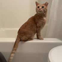 Thumbnail photo of zz 'Stevie' courtesy listing #3