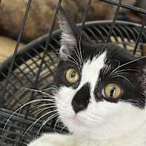 Thumbnail photo of sesame #2