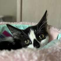 Thumbnail photo of sesame #3