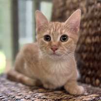 Thumbnail photo of CLEMENTINE #4