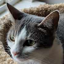 Thumbnail photo of Sweet Pea #1