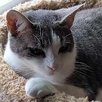 Thumbnail photo of Sweet Pea #2