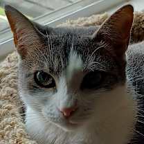 Thumbnail photo of Sweet Pea #3