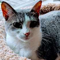 Thumbnail photo of Sweet Pea #4