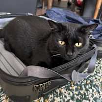 Thumbnail photo of Dove #3