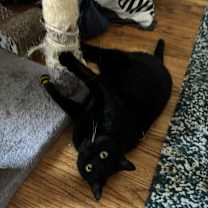 Thumbnail photo of Dove #4