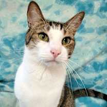 Thumbnail photo of MEDICI #2