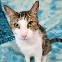 Thumbnail photo of MEDICI #3