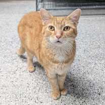 Thumbnail photo of Griffin #4