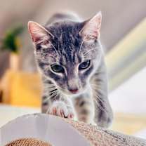 Thumbnail photo of Siren #1