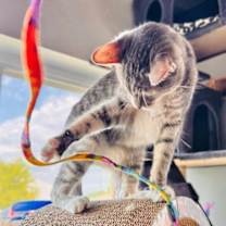 Thumbnail photo of Siren #2