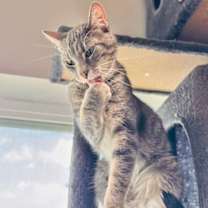 Thumbnail photo of Siren #3