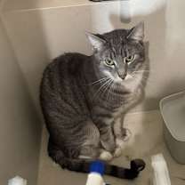 Thumbnail photo of Siren #4