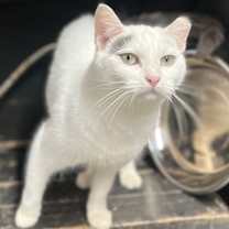 Thumbnail photo of Lily #1