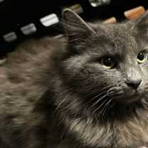 Thumbnail photo of Izzy #3