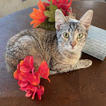 Thumbnail photo of Tabby #1