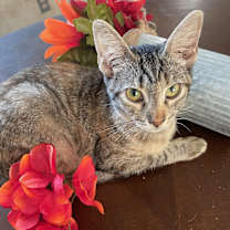 Thumbnail photo of Tabby #2