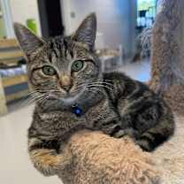 Thumbnail photo of Neyland #1