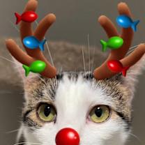 Thumbnail photo of Beazley #1