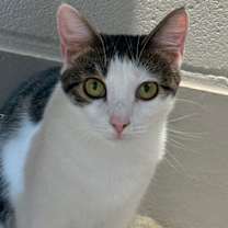 Thumbnail photo of Beazley #2