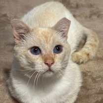 Thumbnail photo of Sydney #4