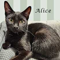 Thumbnail photo of ALICE #1