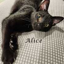 Thumbnail photo of ALICE #3