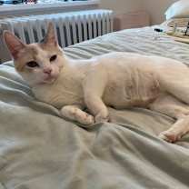 Thumbnail photo of Phoenix #3