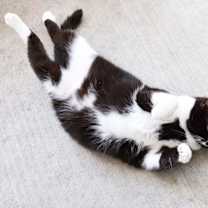 Thumbnail photo of DEXTER Cat #2