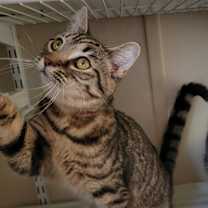Thumbnail photo of Alanis #3