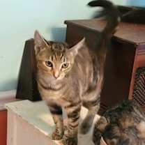 Thumbnail photo of Merry #3