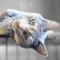 Thumbnail photo of Sandals/Pinky #2