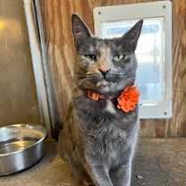 Thumbnail photo of Sandals/Pinky #3