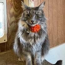 Thumbnail photo of Mary Jane/Pearl #2