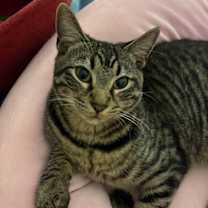 Thumbnail photo of Chester #3