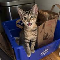 Thumbnail photo of Shortbread #4