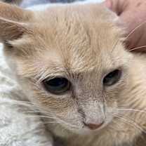 Thumbnail photo of Gingersnap #1