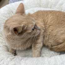 Thumbnail photo of Gingersnap #4