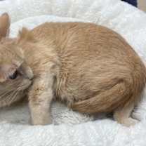 Thumbnail photo of Gingersnap #2