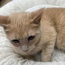 Thumbnail photo of Gingersnap #3