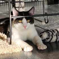 Thumbnail photo of Miracle #1