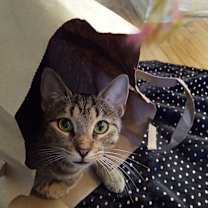 Thumbnail photo of LAP KITTY #3