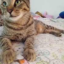 Thumbnail photo of LAP KITTY #4
