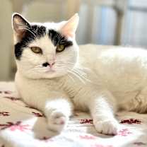 Thumbnail photo of Marilyn Monroe #4