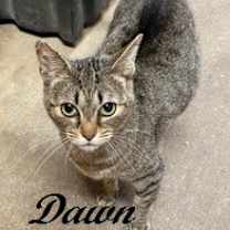 Thumbnail photo of Dawn #2