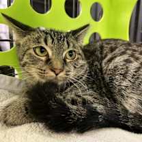 Thumbnail photo of Syrax #4