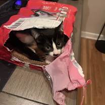 Thumbnail photo of London #2