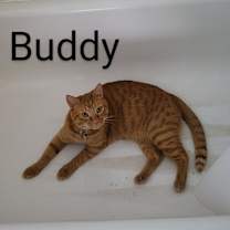 Thumbnail photo of Buddy #1